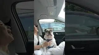 My dog has a lot to say 😂🤣🐶 #dog #fyp #foryou #dogsoftiktok #funnyvideos #pet #tiktok #funnydog