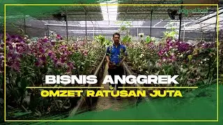 Omzet Ratusan Juta Dari Jual Anggrek Ragunan