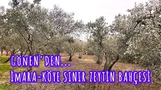 GÖNEN'DE İMARA VE KÖYE SINIR- 800 M² YETİŞKİN ZEYTİNLİK-HOBİ BAHÇESİ