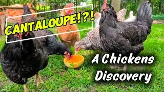 Cantaloupe?! A Chickens Juicy Discovery. #kearneyspets #petchannel #chicken #backyardchickens #pets