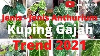 Ini Dia Jenis - Jenis Anthurium Kuping Gajah Viral - Cara Perawatannya Agar Subur