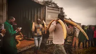 Preparing The Kenya Ivory Burn - 2016