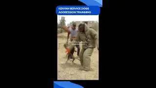SERVICE DOGS IN AGGRESSION TRAINNING