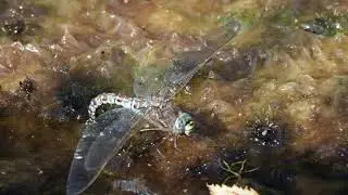 azure hawker laying eggs  - pohjanukonkorento munimassa