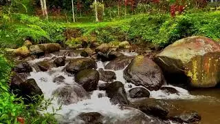 🌸 Tender River Stream | Soft Water Sounds | Gentle Flow | Delicate Relaxation & Peace