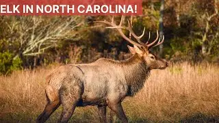 Where To See Elk In North Carolina | Elk Watching In Cataloochee Valley