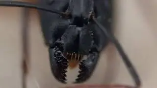 Mandibules d'une fourmi  en video macro 6:1 By Jied Nabil
