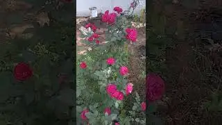 button rose#rose #garden #flowers #blooming #viral #flowery