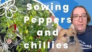 Sowing Peppers and Chillies for the Greenhouse | Chitting Potatoes for the Vegetable garden