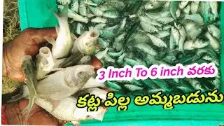 Catla Fish Farming Tips | Gk Babu Btech Fish Farmer