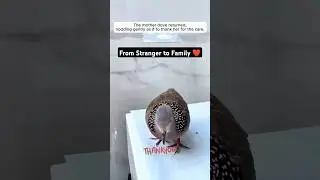 Dove Rescued & Reunited with Family (Heartwarming Moment)