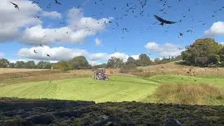 Gigrin Farm in Wales the Best Red Kite Feeding Station you must Visit 