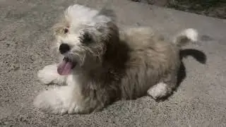 Moosh plays outside