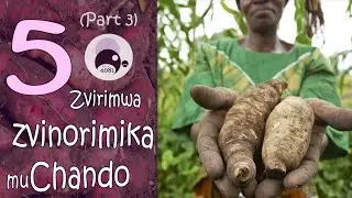 Zvirimwa zvemuChando: Part 3 | Zimbabwean Agriculture | Horticulture | Farming | Winter Crops