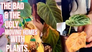Tropical House Plants/Moving/ Rehousing/ damaged/rehab 🙄 Ruby's Plants