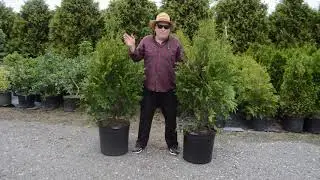 Elegantissima Evergreen Trees - Overview, planting advice