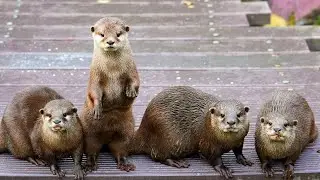 This Otter Loves A Massage (VO)