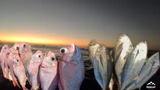 EARLY MORNING BAIT HUNTING 