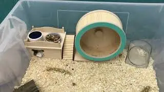 / уборка у сирийского хомяка !🐹/ какие ОПИЛКИ я использую?