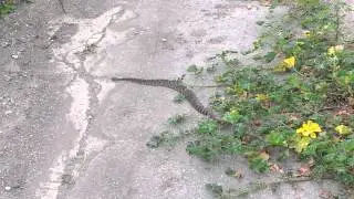 Rattlesnake in Pismo