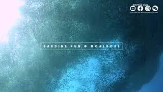 Moalboal Sardine Run Vortex Philippines 2019