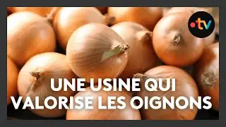 Agriculture. Beauce : la r&eacute;colte des oignons s&rsquo;ach&egrave;ve, une fili&egrave;re en pleine valorisation