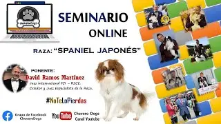 JAPAN-CHIN | SPANIEL JAPONES | CHIN JAPONES | SEMINARIOS ONLINE | FEAT. DAVID RAMOS | #CHEVEREDOGS