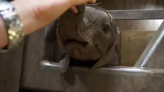 Ayo, der Baby-Elefant