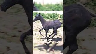 Animals You Have Never Seen without Hair