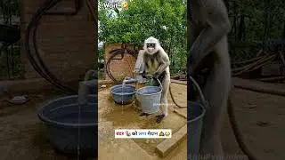 बंदर को लगा मैदान #viralvideos #funny #makarsankranti #reactionvideos #trynottolaugh