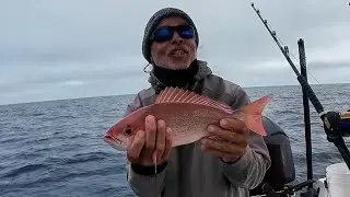 Catching Snapper & Trigger Fish Offshore Jacksonville Florida