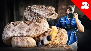We Took YouTubers Out On Rattlesnake Removals