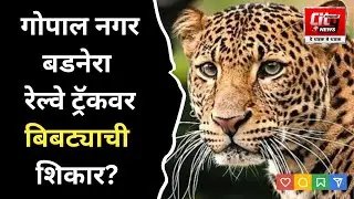 AMRAVATI ; गोपाल नगर&ndash;बडनेरा रेल्वे ट्रॅकवर बिबट्याची शिकार? व्हिडिओ सोशल मीडियावर व्हायरल