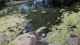 Wildlife in action at Waverly Lake
