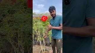Hibiscus tips ❤️🥳❤️🪴🪴