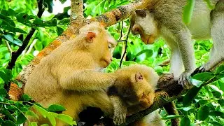 UPDATE TODAY! REX MONKEY IS SO LUCKY COS ROSE AND LONI TAKE CARE REX VERY WELL.