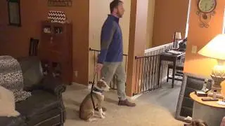 Tips to Help Snoopy and Duke Behave on Walks