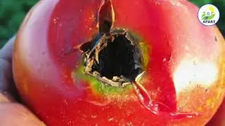 Good Agriculture Practices for Tomato