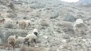 Himalyin ibex hussaini#ibex #hunter