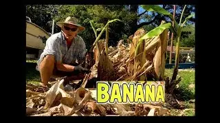 Grow a Banana Plant - Transplant Sucker | Pup Removal   - Hardy Banana Tree care Propagation of Musa