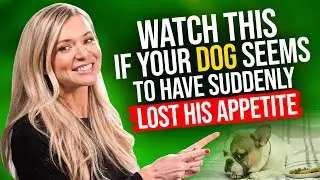 Is Your Dog Not Eating? Here are 8 EASY WAYS to Deal with this Problem!