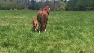 Tootie with new foal, Apison 2018