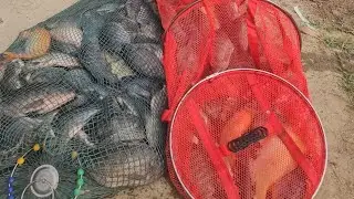 Fishing | C&acirc;u Đ&agrave;i | Một Ng&agrave;y Rực Rỡ Khi C&aacute; R&ocirc; Phi Ăn Đầu Cần | Nghiện C&acirc;u TV
