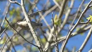 Brown-Headed Nuthatch Squeaking