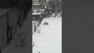 Posting an old vid of my dog in the snow #snow #dog #shorts