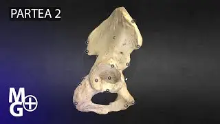 Osul coxal (partea 2) Curs/ Prezentare 3D de Anatomie