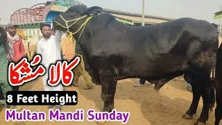 Aj Sb Sy Heighted Or Heavy Bachra Hashim K Pas Tha | 1st Dec Sunday Multan Mandi Update