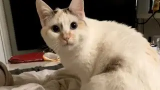 Cat licked with utter confusion after owner starts mocking it out of the blue || WooGlobe