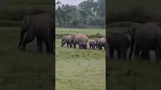 Elephant at golaghat Rong bong #flute #love #ringtone #babitasstatus #assamese_bahi_ringtone