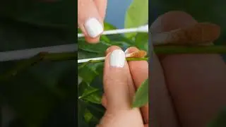 Hack Plant to heal broken stems #plants #plantshorts #plantknowledge